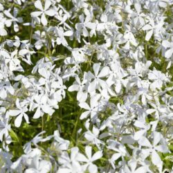 Phlox divaricata May Breeze