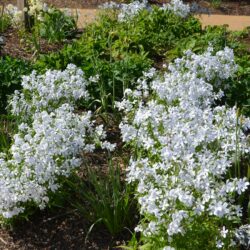 Phlox divaricata White Perfume
