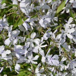 Phlox divaricata White Perfume