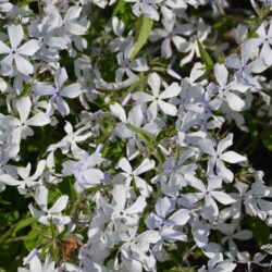 Phlox divaricata White Perfume
