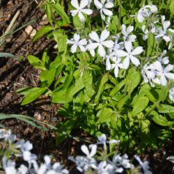 Phlox divaricata White Perfume