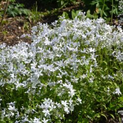Phlox divaricata White Perfume
