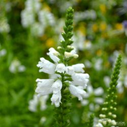 Physostegia virginiana Physostegia virginiana