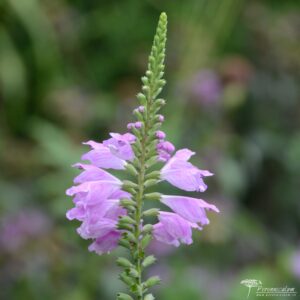 Physostegia virginiana Bouquet Rose