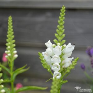 Physostegia virginiana Summer Snow