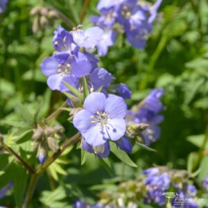 Polemonium caeruleum