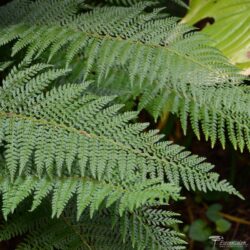 Polystichum setiferum Polystichum setiferum