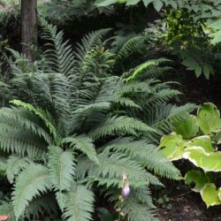 Polystichum setiferum Proliferum