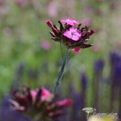 Dianthus carthusianorum Dianthus carthusianorum