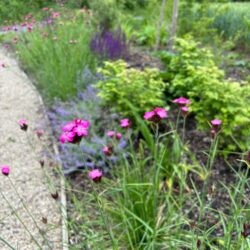 Dianthus carthusianorum