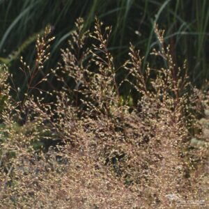 Sporobolus heterolepis