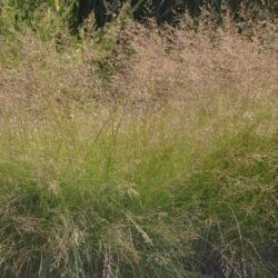 Sporobolus heterolepis